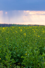 Field of young plants of rapeseed starting to bloom