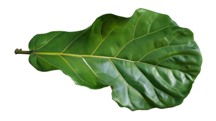 A fiddle leaf fig leaf with visible veins, isolated on transparent background