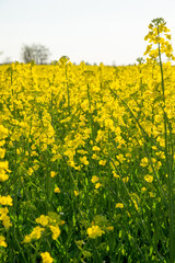 yellow blooming rapeseed field