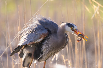  great blue heron (Ardea herodias) fishing