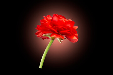 beautiful red flower on a black background
