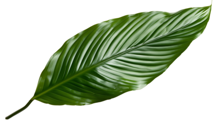 A close-up of a Peace Lily leaf with its glossy texture, isolated on transparent background