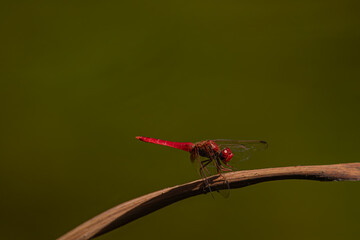 red dragonfly on the grass	