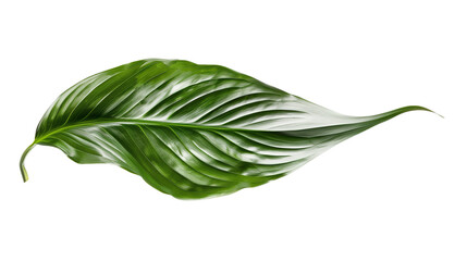 A close-up of a Peace Lily leaf with its glossy texture, isolated on transparent background