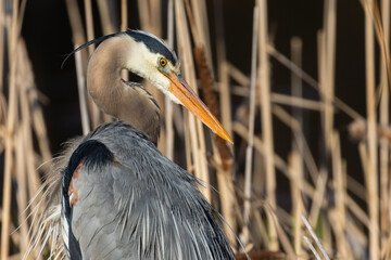  great blue heron (Ardea herodias) in spring