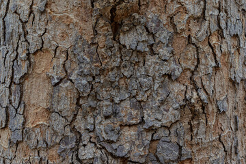 old wood background close up	
