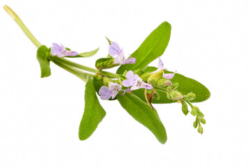 Salvia Officinalis (Green sage tea) on the white background