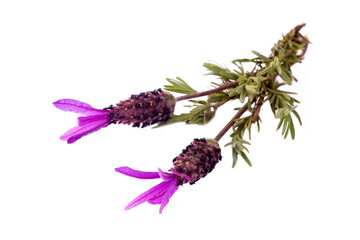 Fototapeta premium Lavandula stoechas on the white background