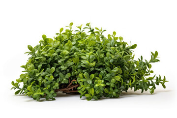 Fototapeta premium generated illustration of green shrub against white background
