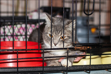 Felidae carnivore cat with whiskers behind mesh cage, looking out at camera