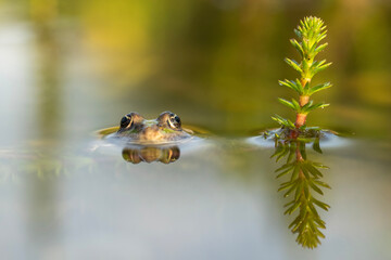 The edible frog (Pelophylax esculentus, previously Rana esculenta), The edible frog peeking out of the water