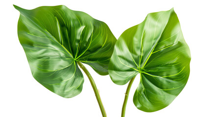 A split leaf philodendron highlighted by soft lighting, isolated on transparent background
