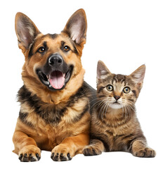 smiling dog and cat, animal isolated on a transparent PNG background, white background , cut out, clipping path, Generative Ai