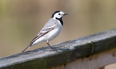 black backed shrike