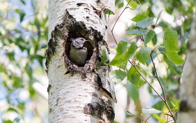 woodpecker on tree
