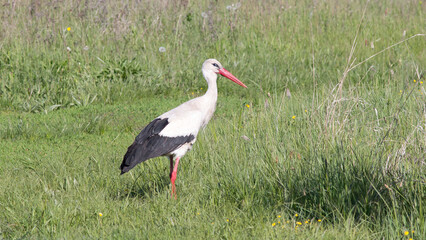 Fototapeta premium white stork ciconia