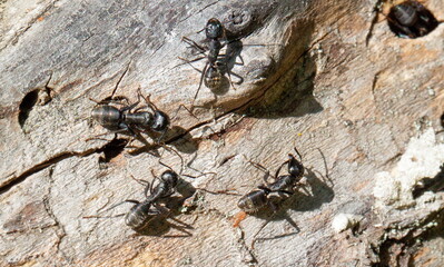 ants on the tree