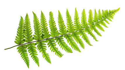 A fern leaf with intricate veins, isolated on transparent background