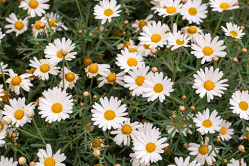 Argyranthemum frutescens blooms, close up. Paris daisy marguerite blossom. Beautiful marguerite daisy flowers