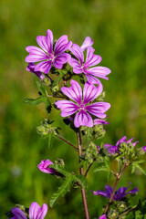 Obraz premium Flowers of Malva, herbaceous plants in the family Malvaceae mallow