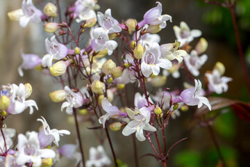 White flowers of Penstemon digitalis in the garden.