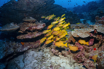 Beautiful group of yellow snapper fish swim around coral reef photography in deep sea in scuba dive explore travel activity underwater with blue background landscape in Andaman Sea, Thailand