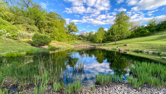 Countryside Pond with Reflections in the Spring