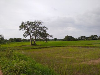 field and trees