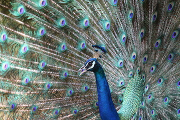 Naklejka premium Mesmerizing Peacock Dance: HD & 4K Wallpaper Capturing Nature's Magnificence