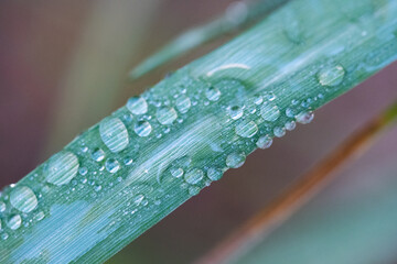 Water droplets on a blade of grass with a blurred background.