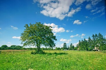 Fototapeta na wymiar Countryside with trees grass sunny day