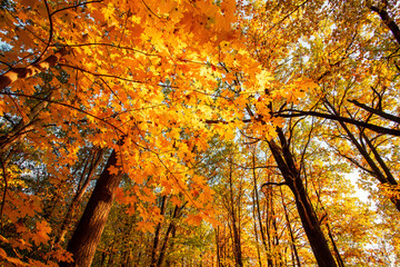 Autumn forest path. Autumn forest in the sunny day.