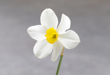 Flower. White narcissus with a yellow center. Narcissus head. Close-up.