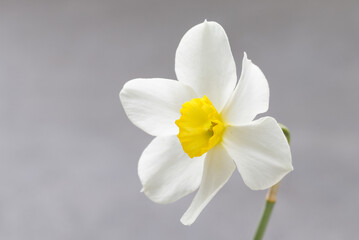 White narcissus with a yellow center. Narcissus head. Close-up.