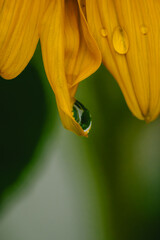 Sunflower Macro Seeds and drops 