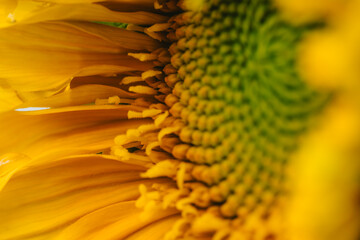 Sunflower Macro Seeds and drops 