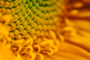 Sunflower Macro Seeds and drops 