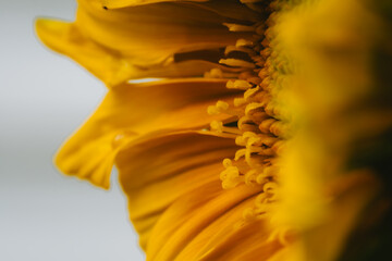 Sunflower Macro Seeds and drops 