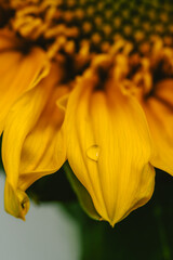 Sunflower Macro Seeds and drops 