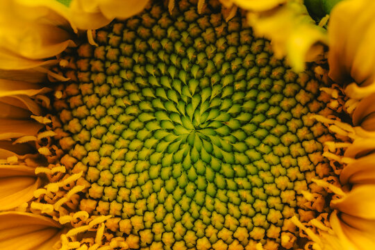 Sunflower Macro Seeds and drops 