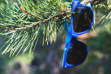 Blue sunglasses on the branches of a pine. Summer concept.