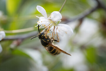 Honey bee collecting nectar on a flower of a blooming cherry tree.