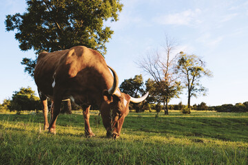 Texas longhorn cow grazing in summer field on farm.