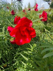 red rose in the garden