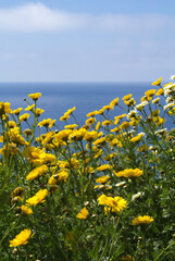 Yellow flowers against the backdrop of the sea on a summer day. Location vertical.