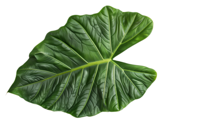 A large Alocasia leaf with broad veins, isolated on transparent background