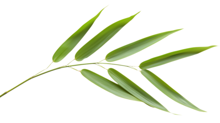A slender bamboo leaf in a minimalist style, isolated on transparent background