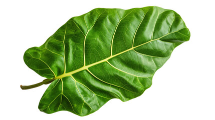 A fiddle leaf fig leaf with visible veins, isolated on transparent background