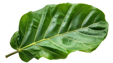 A fiddle leaf fig leaf with visible veins, isolated on transparent background
