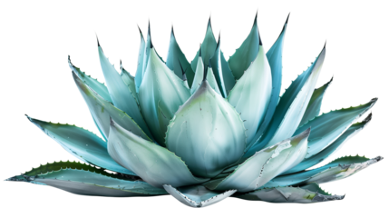 A spiky Agave leaf with a blue-green hue, isolated on transparent background